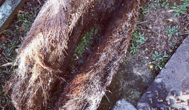 Déracinage de canalisation - 2